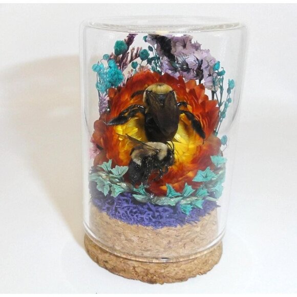 Carpenter Bee on Sunset Flower Oddity jar curiosity Dome insect taxidermy goth - Picture 1 of 16